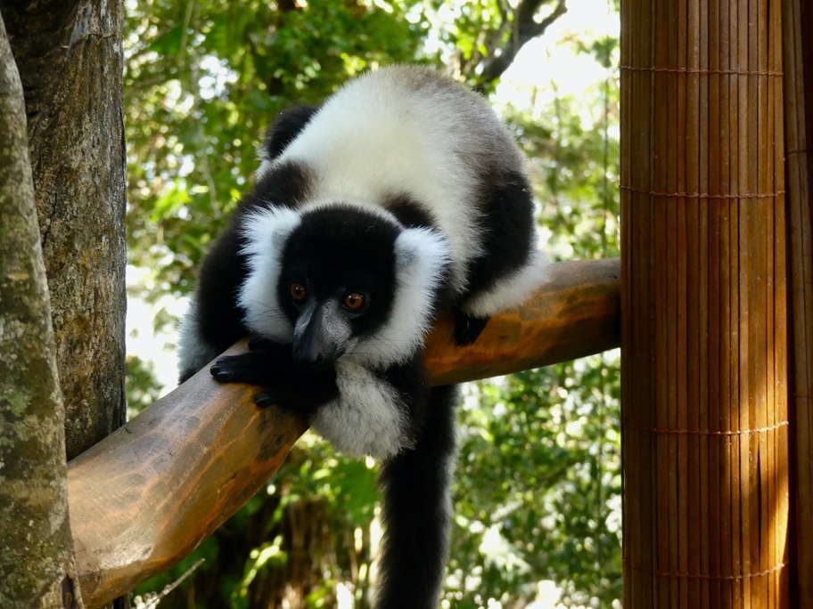 white-black-lemur-madagascar