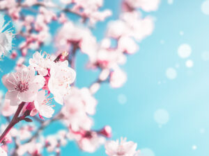 cherry-blossoms-spring-clean